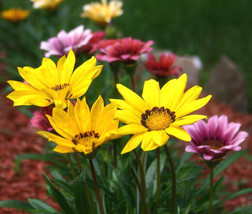 Gazania Leader Mixed Colors Gazania Rigens 100 Bulk Seeds Fresh - £31.70 GBP