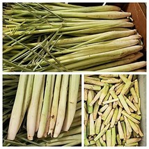 6 Lemongrass Stalks Plugs Cymbopgon - £20.21 GBP