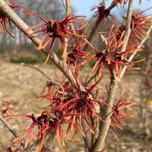 SEPTH Hamamelis X Intermedia Twilight Witch Hazel Live Plant 15 Inch Tal... - $69.74
