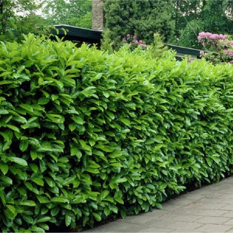 10 Cherry Laurel Shrubs/Hedges/Trees 2-3&quot; Tall Live Plants - £126.96 GBP