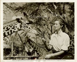 Wow! Rare Dinah Sheridan Giraffe Ivory Hunter vintage photo - $24.99