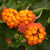 20 Seeds Lantana Camara Bonsai Flowers T5 - £4.74 GBP