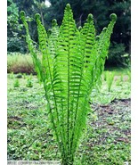 20 TN OSTRICH GLADE fern rhizome Matteuccia struthiopteris - €20,94 EUR