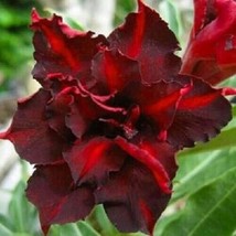 4 Dark Red Desert Rose Seeds Adenium Flowers Flower Perennial Beautifully Fresh  - £9.25 GBP