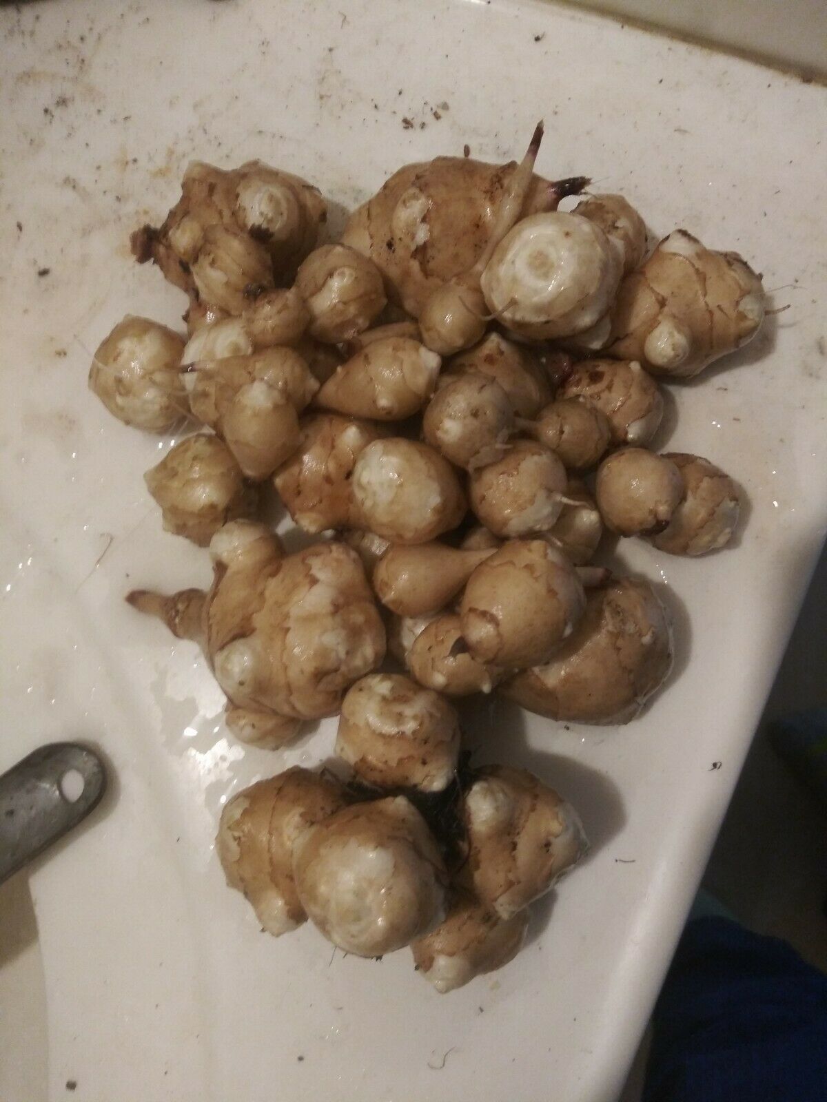 Jerusalem Artichoke Seed Tubers - Stampede 3 oz - $9.70