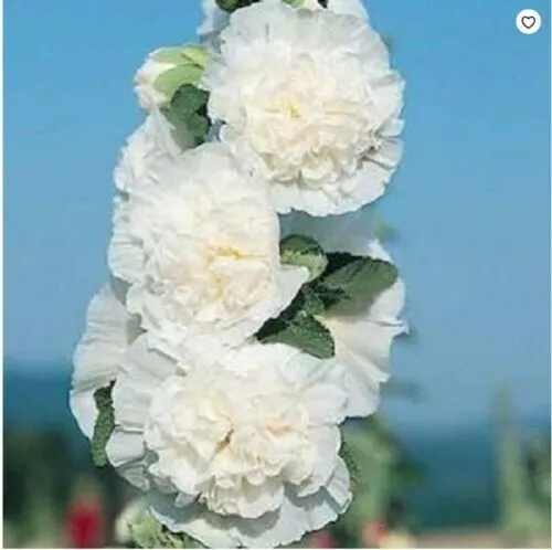 Fresh 25 Charles White Hollyhock Seeds Perennial Flowers Flower Seed Garden - £8.77 GBP