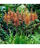 10 Chasmanthe Floribunda African Flag Seeds For Planting   - $26.55 CAD