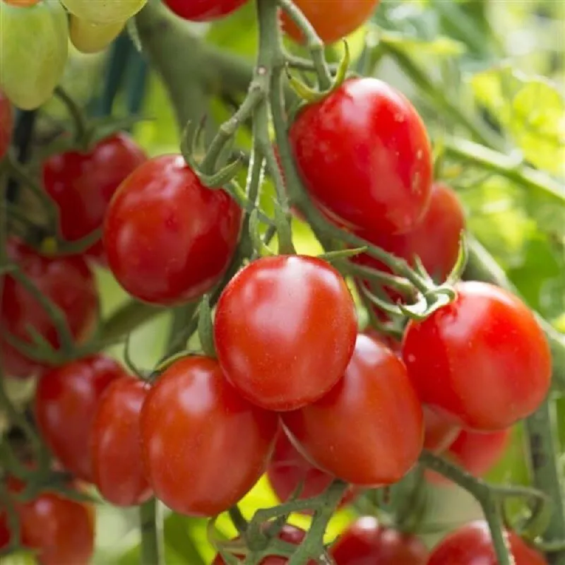 25 Tomato Seeds Tomato Fantastico Grape Tomato F1 Variety Easy to Grow - £14.15 GBP