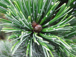 Pinus Aristata Bristlecone Pine Tree Seeds Fresh Seeds Fast Shipping - $15.98