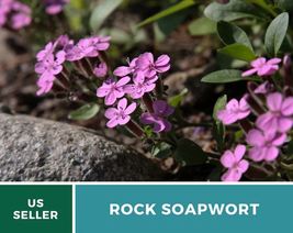 100 Soapwort Rock Seeds Saponaria ocymoides Heirloom Groundcover Erosion... - $15.76