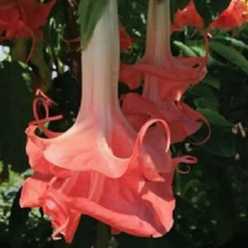Fresh 10 Double Pink Angel Trumpet Seeds Brugmansia Datura Flower  - £7.70 GBP