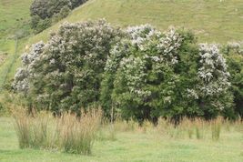 100 White Kanuka Tea Tree Kunzea ericoides seeds - £4.67 GBP