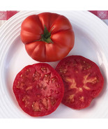 50 Seeds Chapman Tomato Juicy Tomatoe Vegetable Garden Edible Food - $6.22
