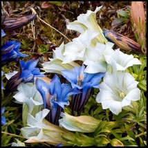 50+ CREAM AND BLUE GENTIAN FLOWER SEEDS MIX GENTIANA SHADE  - $9.84