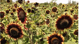 Sunflower Crimson Velvet 8&quot; Flowers Cut-Flowers Bees 50 Seeds Gardening Fresh US - £11.86 GBP