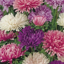 MBK 1000 Aster Powder Puff Mix Seeds Organic Bulk Seeds - $208.73 MXN
