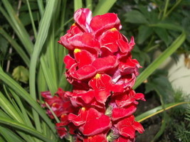 250 seeds Ruby Red Snapdragon Antirrhinum Majus Quick Setup Grow Heirloom Seeds - $9.90