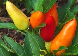 US Seller 25 Sweet Pickle Pepper Seeds Sweet Pepper Seeds Fast Shipping - $21.00