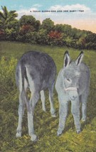Texas Burro-ess and her Baby TX Postcard D08 - $2.99