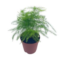 Asparagus Fern, Asparagus setaceus, Feathery Soft Tiny Leaf Plant, Live in a 2 i - £4.42 GBP