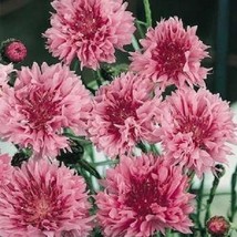 35 Pink Bachelor&#39;s Button Cornflower Flower Seeds / Long Lasting Annual - £9.98 GBP