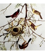 Orchard Oriole 1950 Lithograph Art Print Audubon Bird First Edition DWU14E - $41.60 CAD