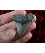 (S233-35) 1-3/4&quot; Fossil MEGALODON Shark Tooth Teeth JEWELRY love sharks ... - $40.19
