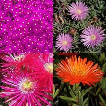 Lampranthus mix - $3.49