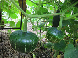 Septh Buttercup Squash Seeds * Turban Shape*Sweet Potato Flavor * 10 Seeds Per P - £8.58 GBP