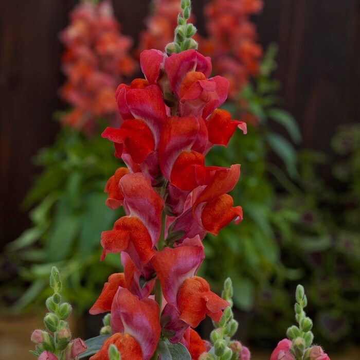 Mpb#4 Snapdragon Seeds Snapdragon Candy Tops Orange 50 Pelleted Seeds Dwarf Snap