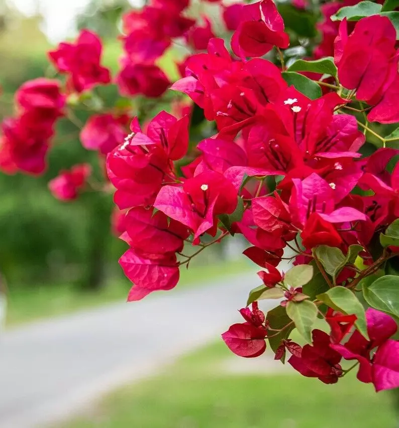 Bougainvillea Live Plant Well Rooted &quot;JAMES WALKER&quot; starter/plug plant 3... - $40.99