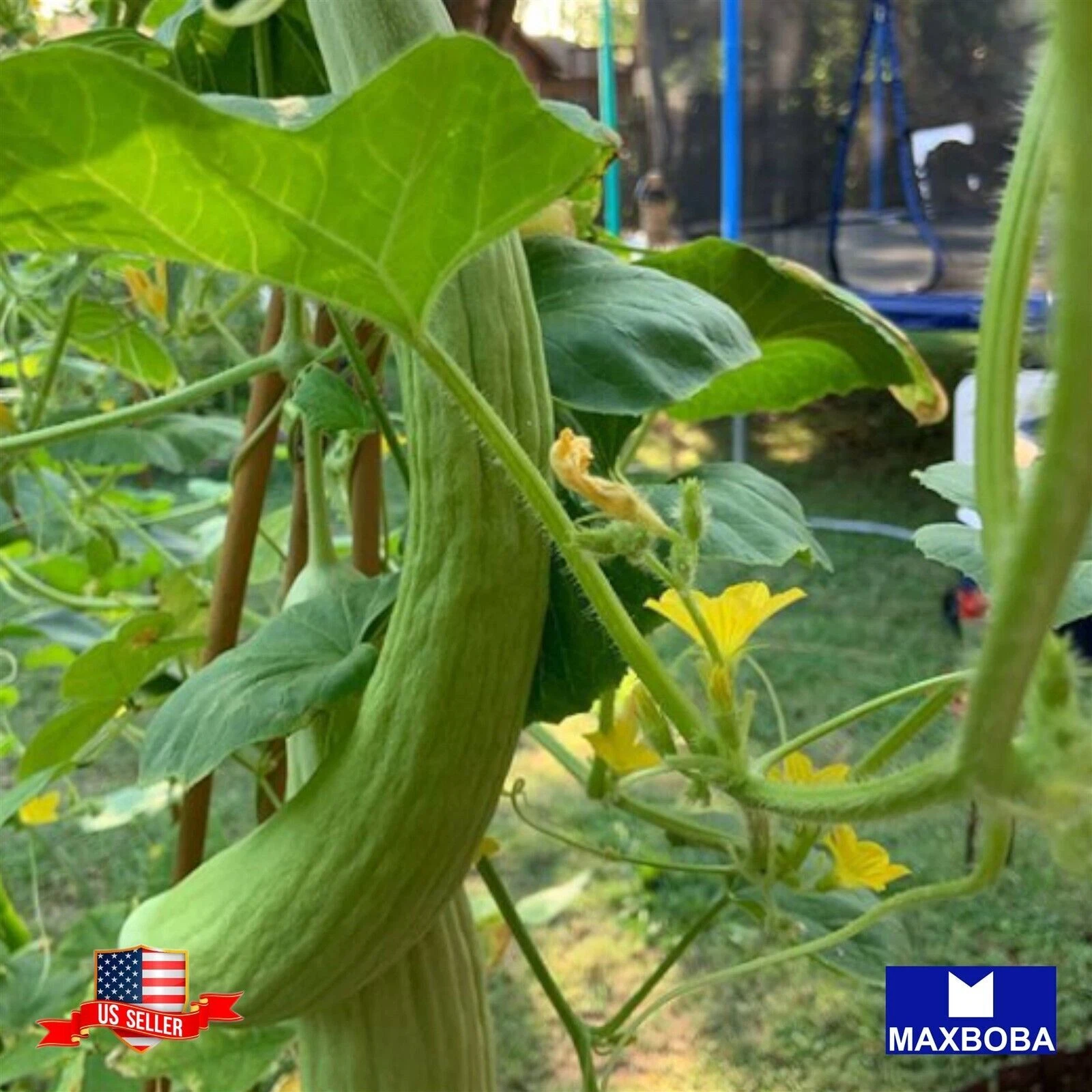 Cucumber Seeds Armenian (The Duke) Non-GMO  Heirloom Vegetable - $9.67