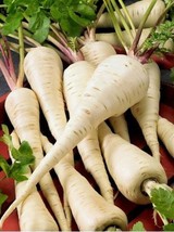 GIB Parsnip Harris Early 100 Seeds - £7.13 GBP