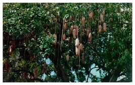 Sausage Tree cultivated in the Hawaiian Islands Hawaii Postcard - £5.90 GBP