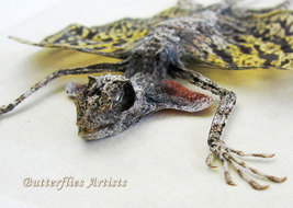 Real Flying Yellow Dragon Lizard Draco Taxidermy Framed Museum Quality Shadowbox - $69.99