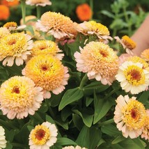 RD 100+ Zinderella Peach Zinnia Seeds for Garden Planting  - £4.14 GBP