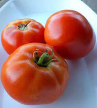 Fresh 50 Seeds Carmello Tomato Juicy Tomatoe Vegetable Edible Gardening USA SHIP - £6.42 GBP