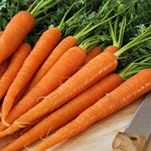 Tendersweet Carrot Seeds Fresh Garden - £6.73 GBP