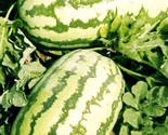 10 Jubilee Watermelon Seeds Non Gmo Heirloom 25 40 Lbs Heat Tolerant Fas... - $8.99