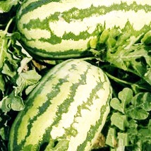 10 Jubilee Watermelon Seeds Non Gmo Heirloom 25 40 Lbs Heat Tolerant Fast Shippi - £7.20 GBP