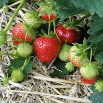 5 Strawberry Plants Mara Des Bois Everbearing Strawberry Plants Sweet An... - $34.29 CAD