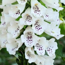 Digitalis Seeds Dalmatian White 50 Pelleted Seeds Foxglove Seeds Fresh Garden US - $32.75