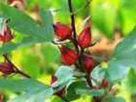 12 Roselle Seeds, Asian Sour Leaf Hibiscus, Florida Cranberry - £6.09 GBP