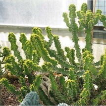 Fresh Seeds USA Cow Horn Cactus Seeds Euphorbia grandicornis 20 Seeds - £9.00 GBP