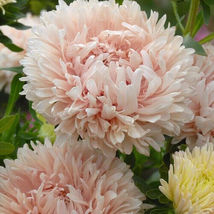 50 Duchess Apricot Aster Peony Flower Seeds - £4.60 GBP