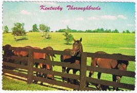 Kentucky Postcard Thoroughbred Horses In Pasture - $2.05