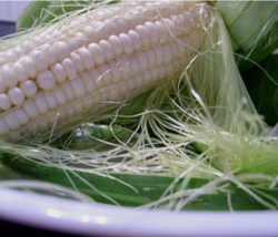 Easy To Grow Seed - 15 Seeds Silver Queen Sweet Corn - £3.98 GBP