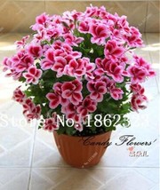 SL Mini Geranium Seeds, Pink And Dark Red Flowers - $12.45