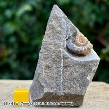 Partial Promicroceras Calcite Ammonite Fossil | Jurassic Black Ven Marls Lyme - $11.32