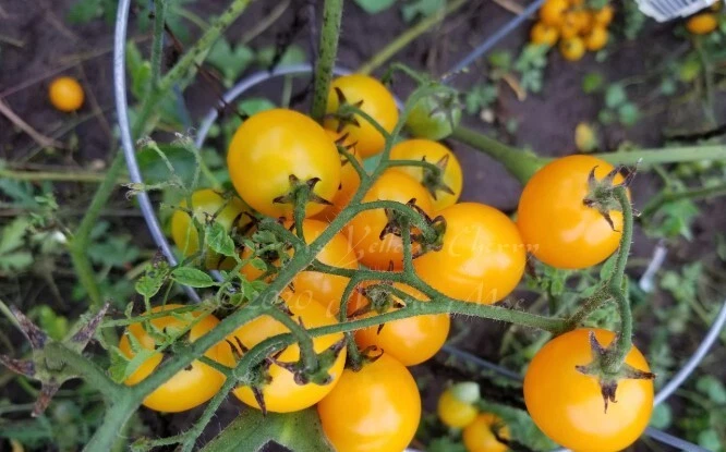 30 ct Warren Cherry Tomato Seeds - Non-GMO - Heirloom - - $6.99